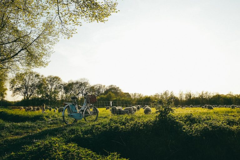 white adult trike on grasses during daytime